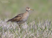 Upland Sandpiper