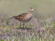 Upland Sandpiper