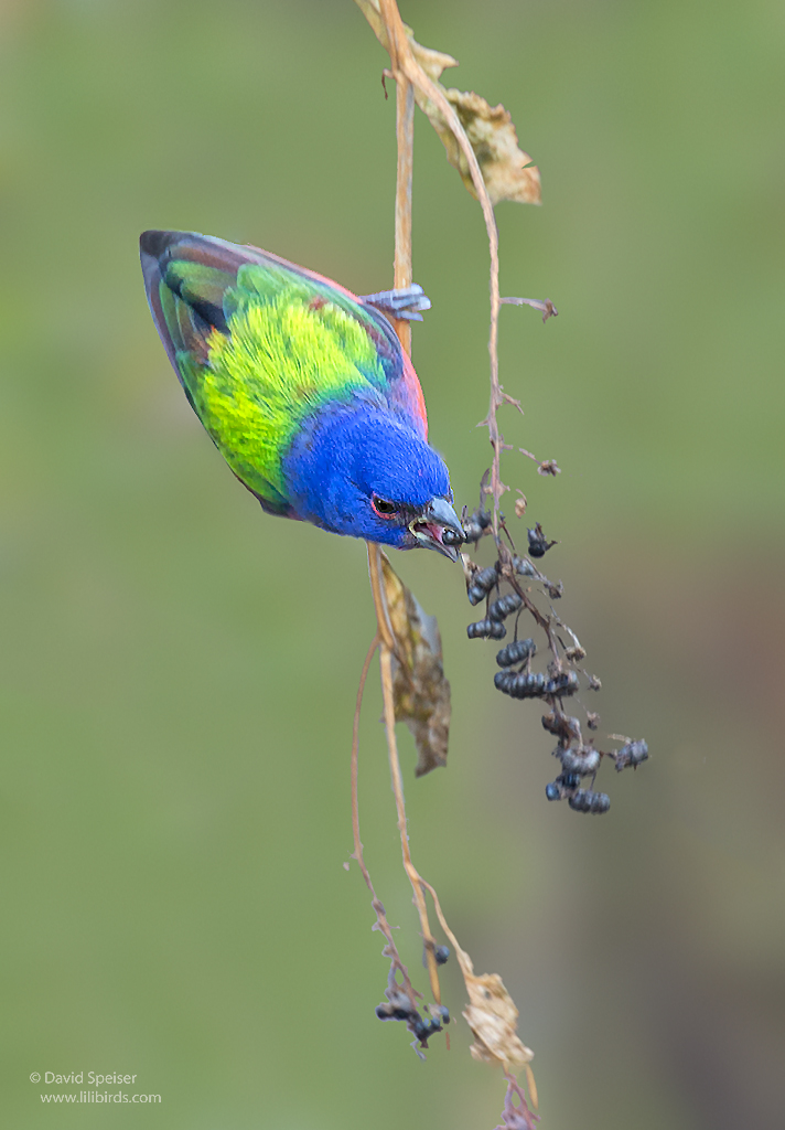 painted bunting 1b 1024 ws