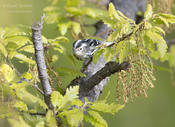 black and white warbler 1b cp ws