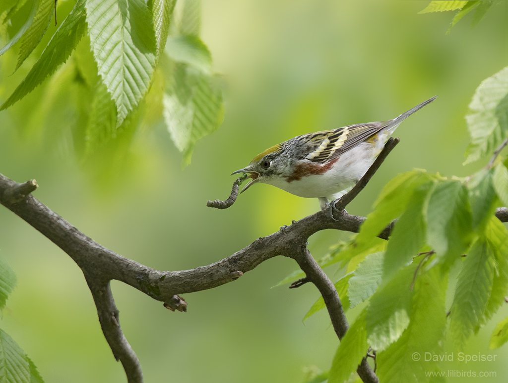 chestnut sided warbler worm 1b ws