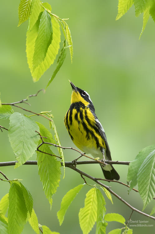 magnolia warbler 1a cp 1024 ws