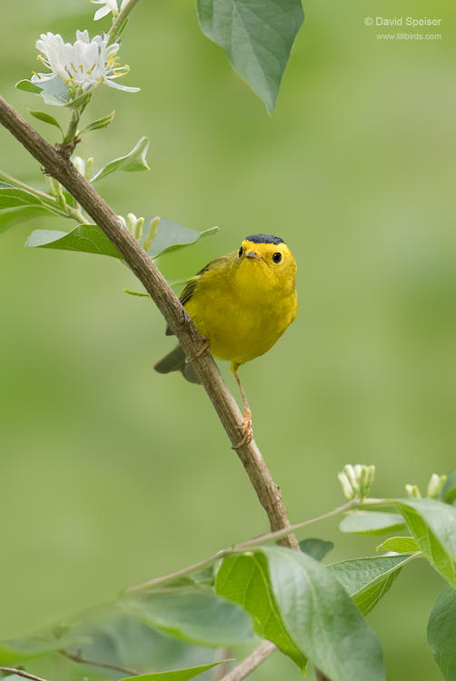 wilson's warbler 1 cp  1024 ws