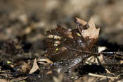 Louisiana Waterthrush