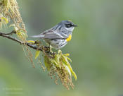 yellow rumped warbler cp 1 ws