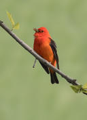 scarlet tanager 1 cp