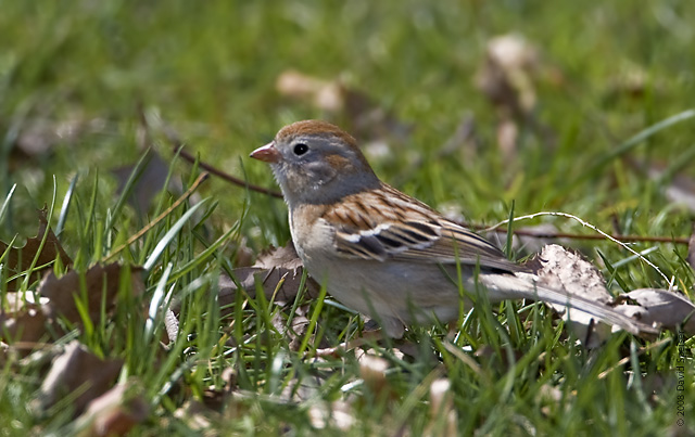 Field Sparrow