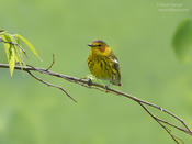 cape may warbler cp 1b 1024 ws