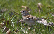 Field Sparrow