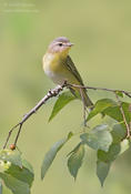 philadelphi vireo 1b 1000 ws