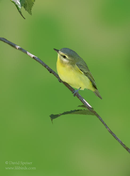 philadelphia vireo 3 1024 ws