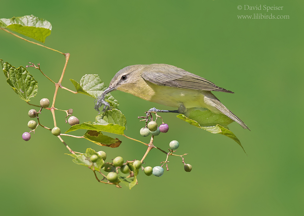 philadelphia vireo 2b 1024 ws