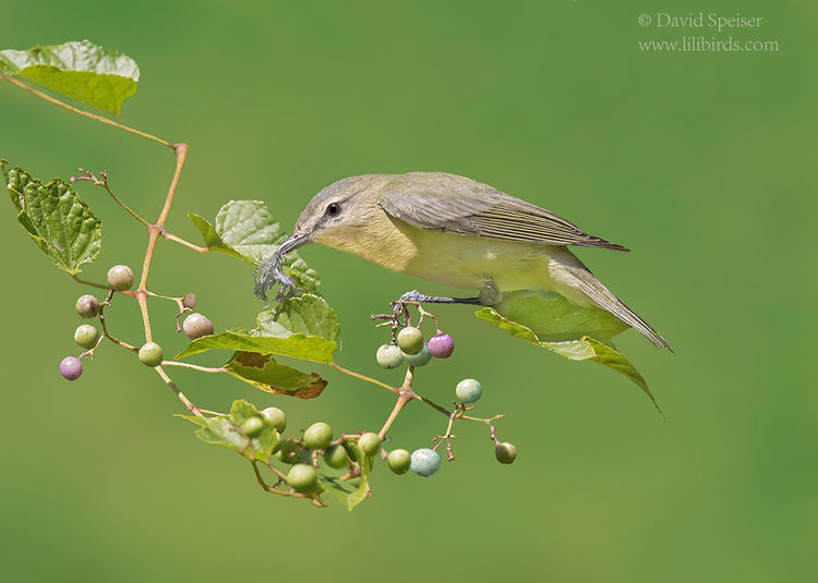 philadelphia vireo 2b 1024 ws