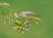 philadelphia vireo 2b 1024 ws