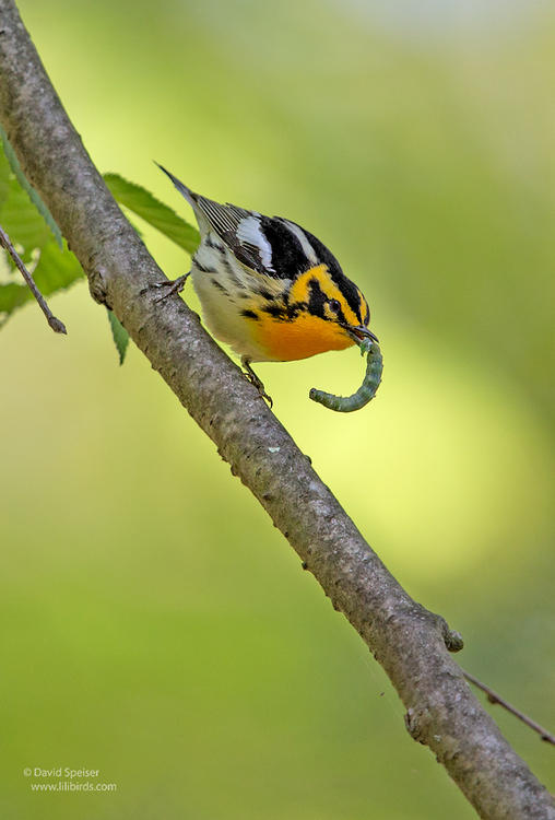 blackburnian warbler 5 1024 ws