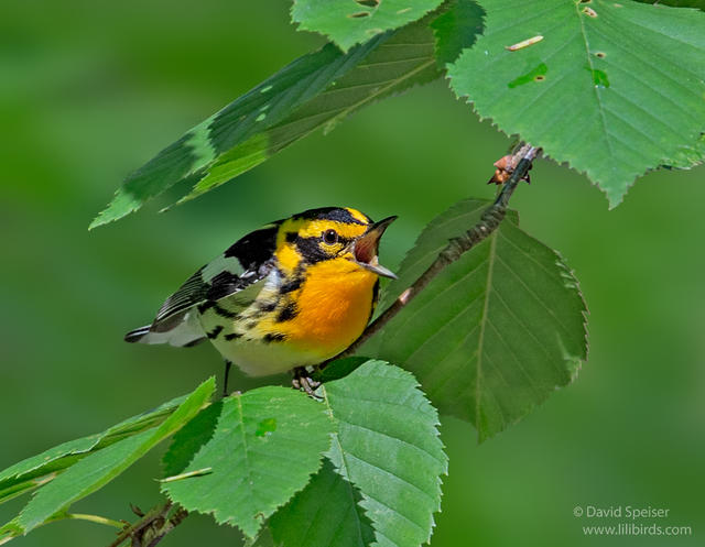 blackburnian warbler 6 1024 ws