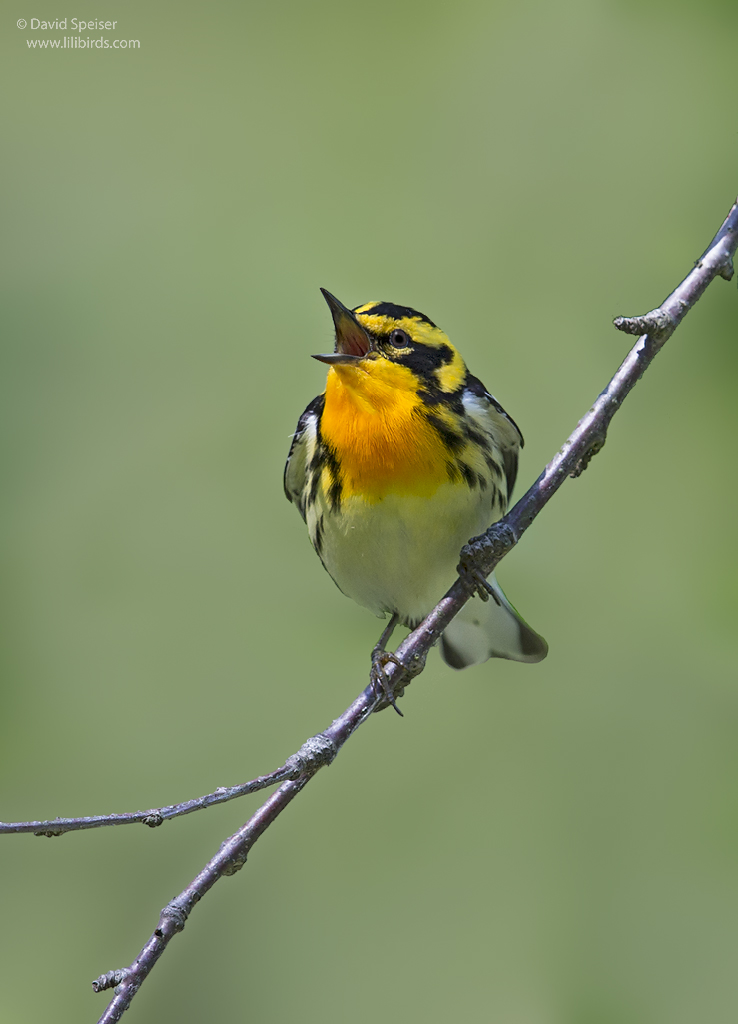 nlackburnian warbler 4 1024 ws