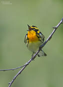 nlackburnian warbler 4 1024 ws