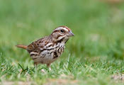 Song Sparrow