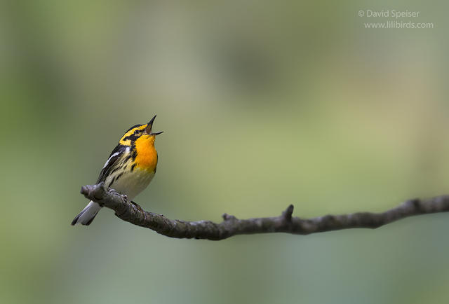 blackburnian warbler 3a 1024 ws