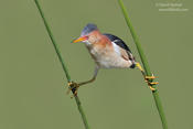 least bittern 1b 1024 ws