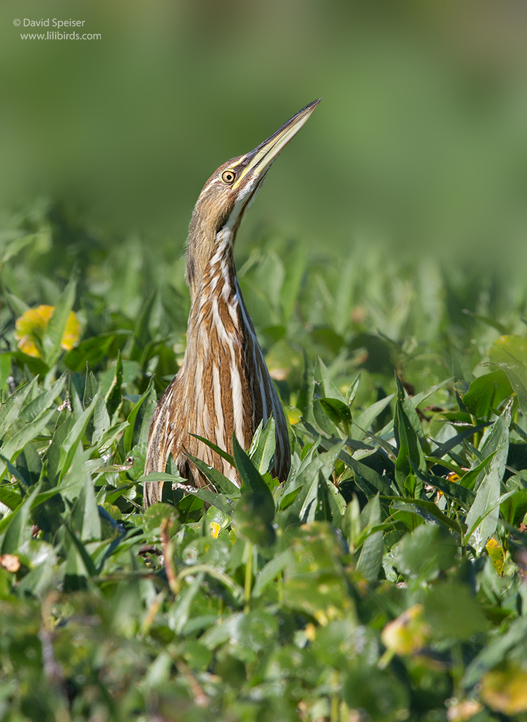 american bittern 1 fl 1024