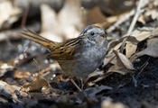 Swamp Sparrow