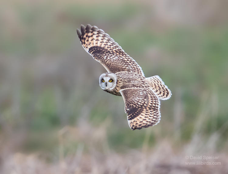 short eared owl 1 1024 ws