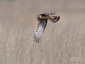 northern harrier 1 in 1024 ws