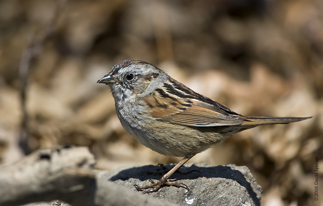 Swamp Sparrow