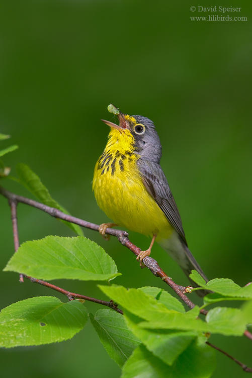 canada warbler food and singing ws