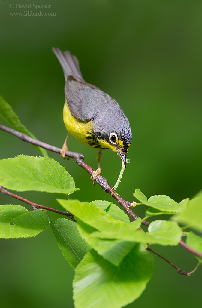 canada warbler food ws