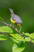 canada warbler food ws