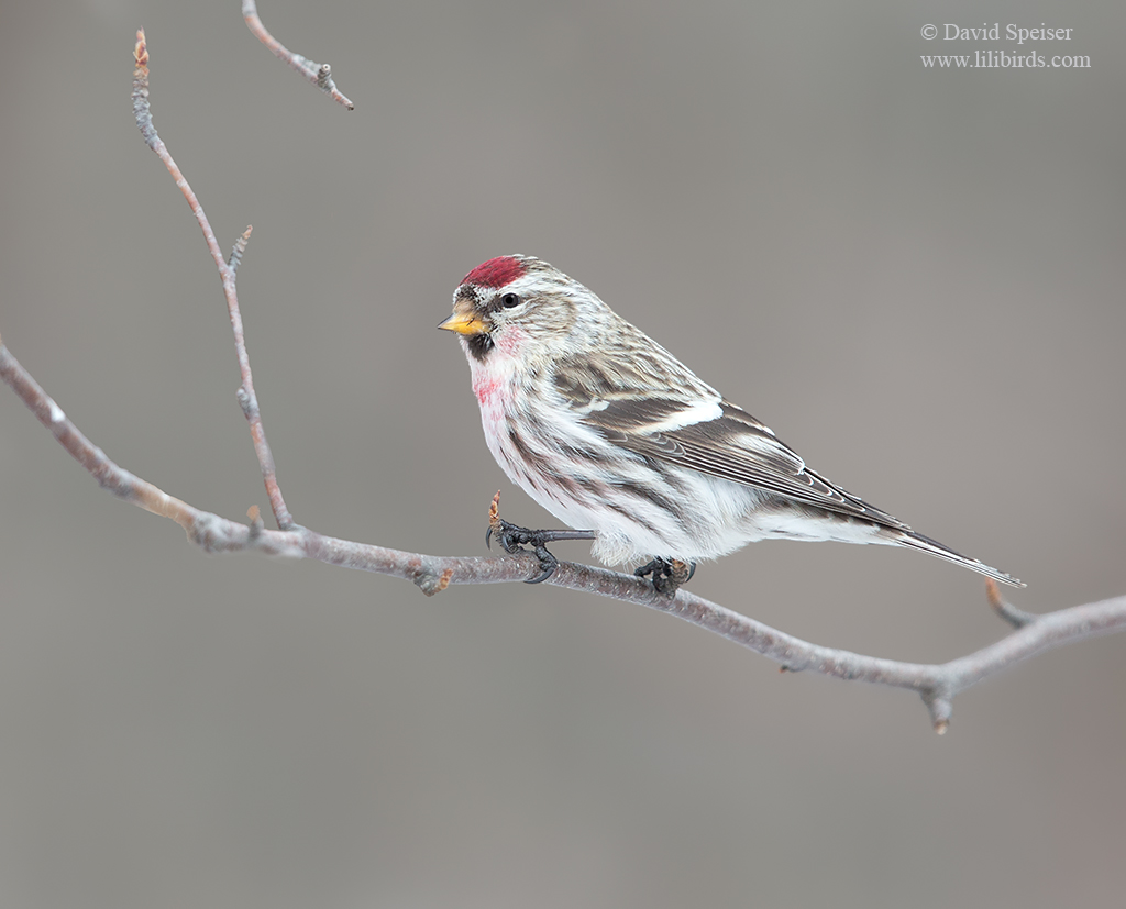 common redpoll 1 ws