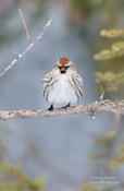 common redpoll 2 1024 ws