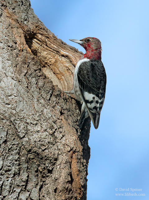 RH woodpecker 1a 1024 ws