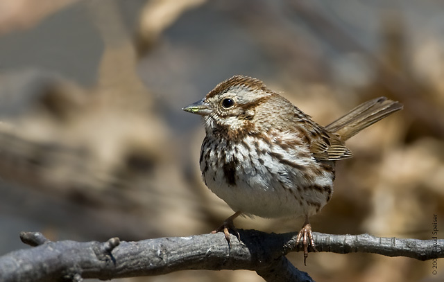 Song Sparrow