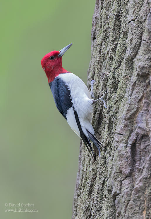 red headed woodpecker 1a ws