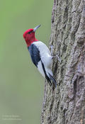 red headed woodpecker 1a ws