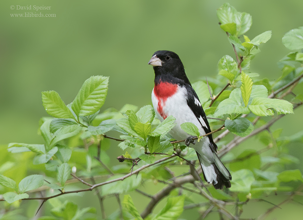 rose breasted grosbeak 1 1024 ws