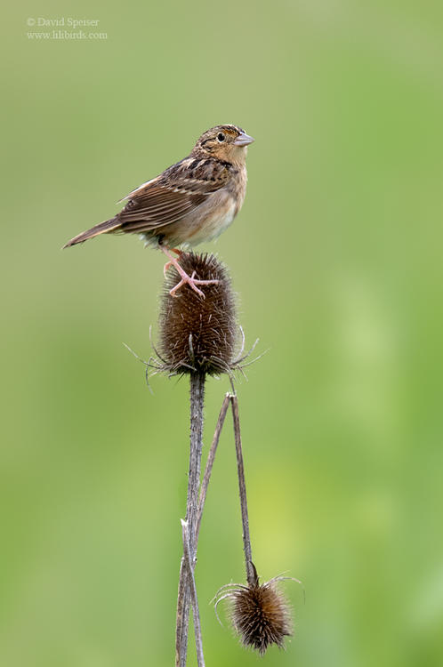 grasshopper sparrow shawn 1024 ws