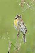 dickcissel 1a 1024 ws