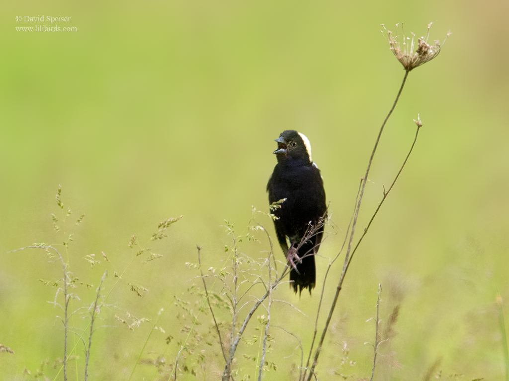 bobolink 1 1024 ws