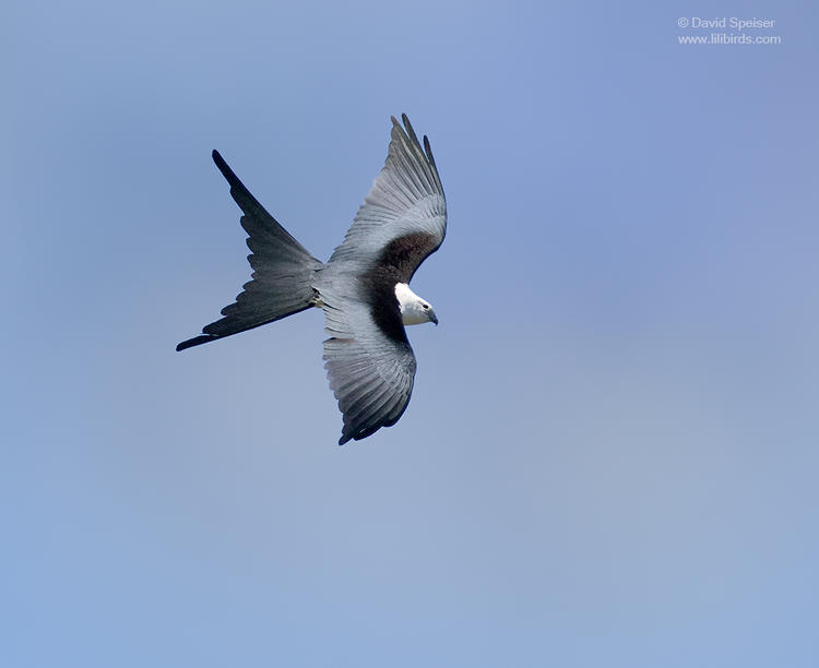 swallow tailed kite 1 1024 ws