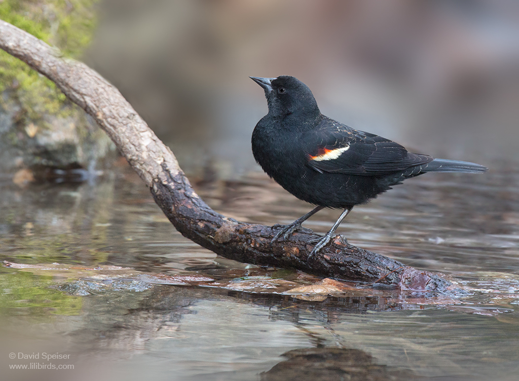 red-winged blackbird 1a 1024 ws