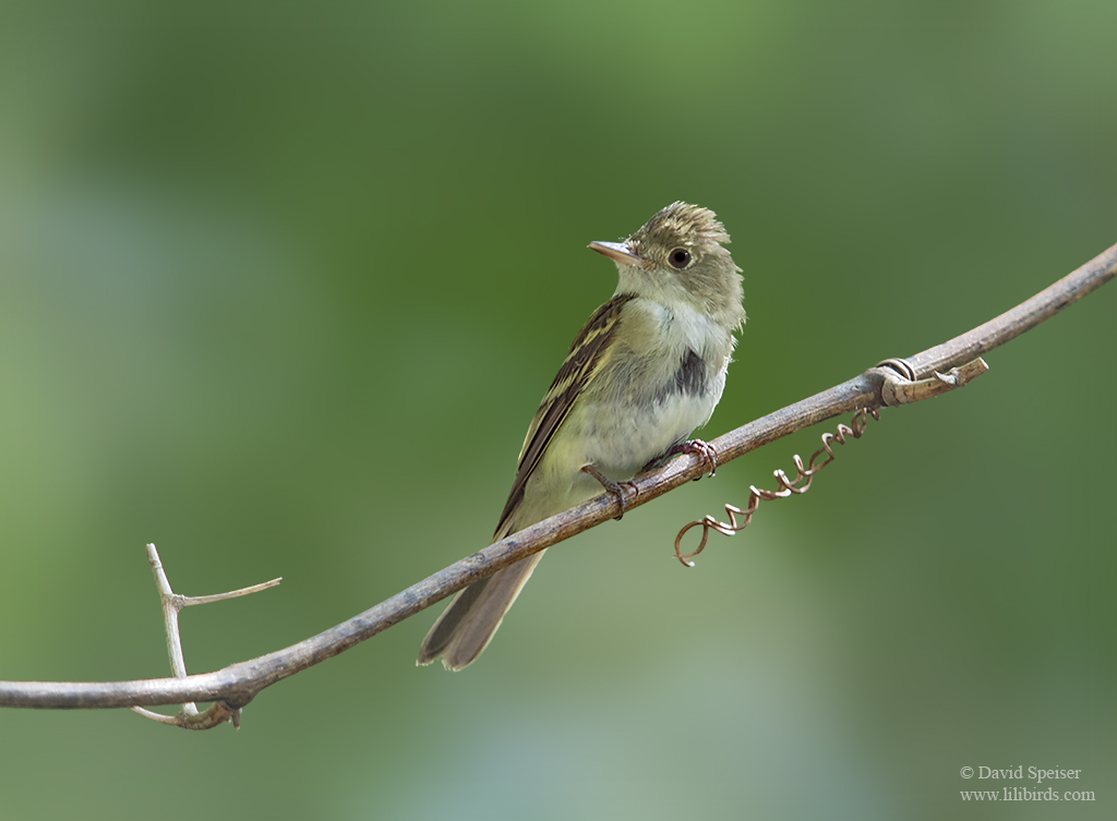 acadian flycatcher 1 1024 ws