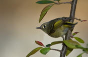 Ruby-crowned Kinglet