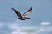 brown pelican 1 1024 ws