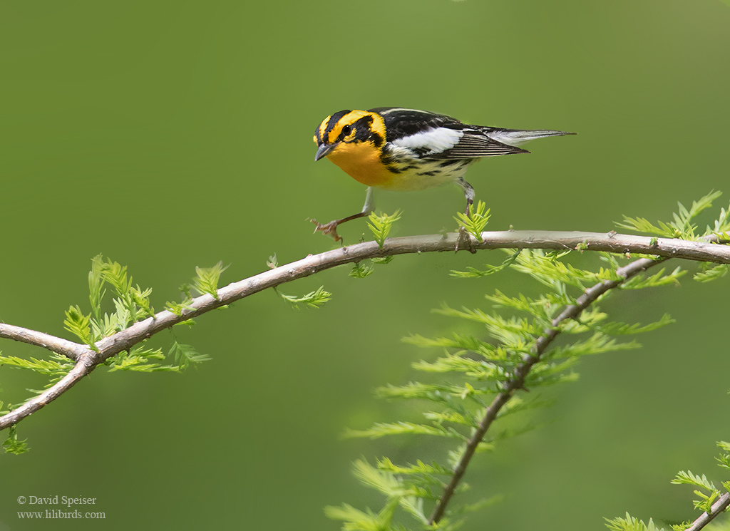 blackburnian warbler 1 cp ws