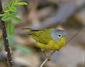 Nashville Warbler